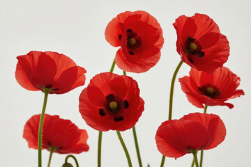 Obraz premium Red poppy flowers in bloom
