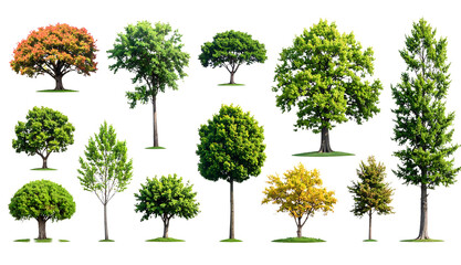 Fototapeta premium Collection of Diverse Green Trees Isolated on White Background – Set of Various Deciduous and Evergreen Trees for Landscape Design, PNG