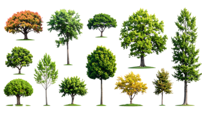 Collection of Diverse Green Trees Isolated on White Background – Set of Various Deciduous and Evergreen Trees for Landscape Design, PNG