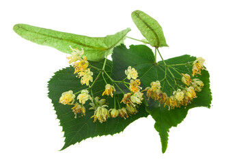 Linden flowers isolated on white background.