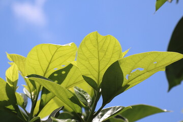 Green young avocado leaf  with sky background
