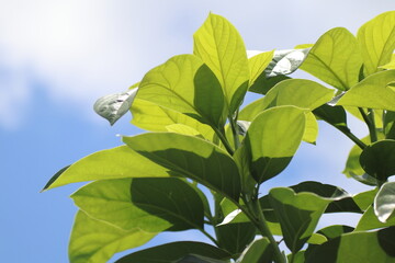 Green young avocado leaf  with sky background