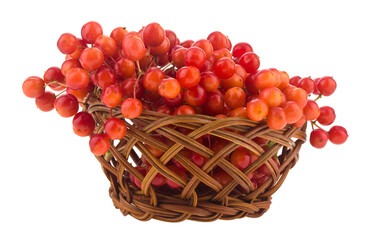 Red viburnum berries isolated on white background.