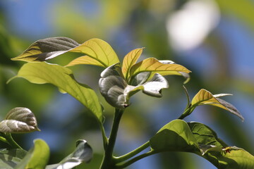 Green young avocado leaf  with sky background