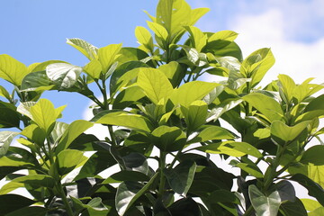 Green young avocado leaf  with sky background
