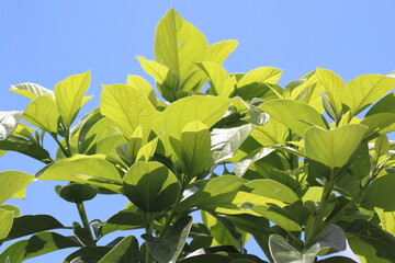 Green young avocado leaf  with sky background
