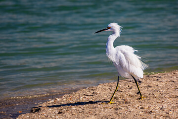 Snowy Egret - Schmuckreiher