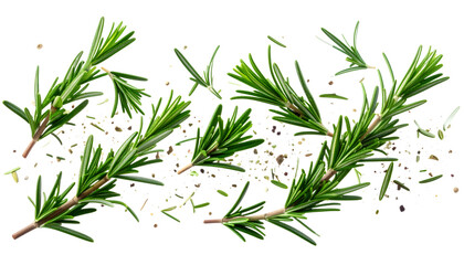 Obraz premium Rosemary sprigs: Fresh rosemary sprigs are scattered across, highlighting their vibrant green hues and aromatic leaves, bringing a touch of nature's essence to the scene.