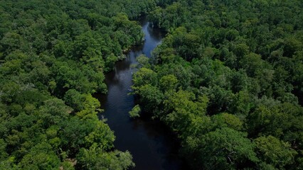 Dense lush green forest with Waccamaw river in South Carolina near Myrtle beach used for fishing, boating, kayaking in natural peaceful environment outdoors 