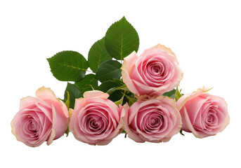 Soft pink roses arranged on a dark background