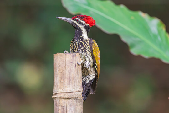 Lesser golden-backed woodpecker or black-rumped flameback