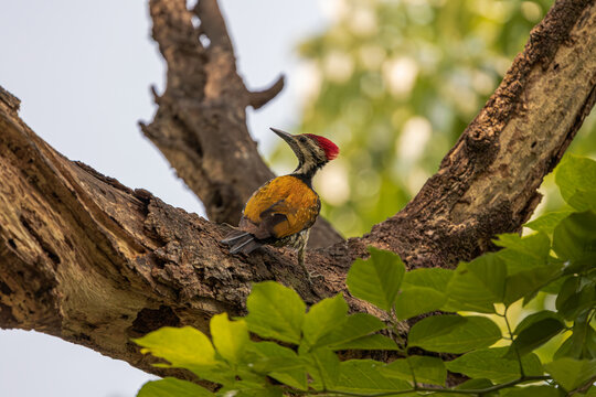 Lesser golden-backed woodpecker or black-rumped flameback