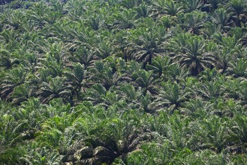 Obraz premium Oil palm plantation agricultural landscape of Sabah region in Borneo island, Malaysia.