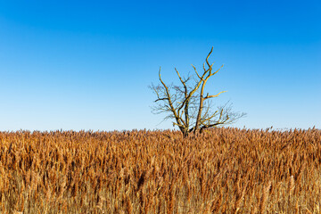 Baum im Schilf am Bodden in Althagen auf dem Fischland-Dar&szlig; im Winter
