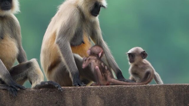 Gray langur mother with baby, Langur infant nursing moment, Wild langur maternal care, Indian gray langur family stock video.

