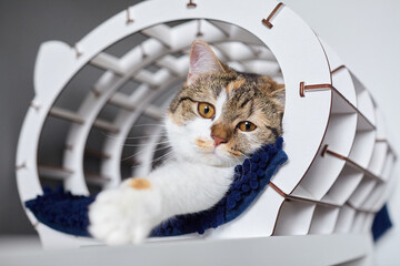 Curious calico cat with striking yellow eyes peeking playfully from a modern white geometric cardboard tunnel toy, cozy indoor pet entertainment scene with fun hiding spot