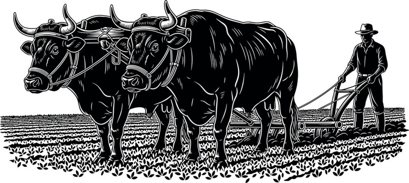 Vintage Woodcut Illustration of a Farmer Plowing Field with Pair of Oxen Traditional Agriculture Rural Farming Scene Black White Vector