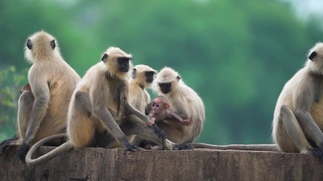 Gray langur family on tree branch, Langur monkeys social bonding, Indian gray langurs with baby, Wild langur troop resting stock video


