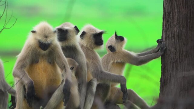 Gray langur monkeys on tree, Langur troop in natural habitat, Wild gray langurs group behavior, Indian langurs in forest setting stock video.


