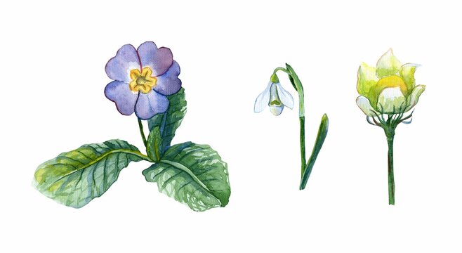 A set of watercolor images of primroses on a white background. Purple primrose, white snowdrop, white pasqueflower. Decorative houseplants, watercolor. Watercolor botany.