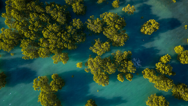 Aerial view of the mangrove trees casting shadows onto the turquoise waters off Notch Point Road, Ilbilbie, Queensland, Australia.