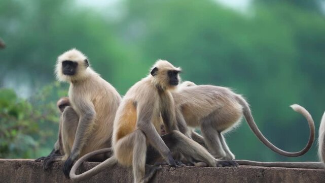 Gray langur family resting together, Indian gray langur troop bonding, Langur mothers with babies, Wild langur group portrait, Social behavior of gray langurs stock video.