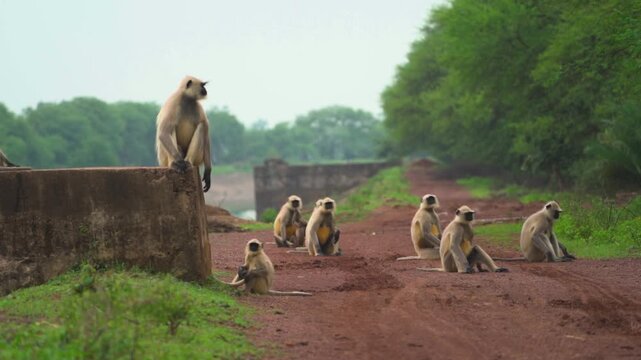 Langur troop on forest road, Gray langurs in group, Indian langurs natural habitat, Monkeys resting on dirt road, Wildlife langur family