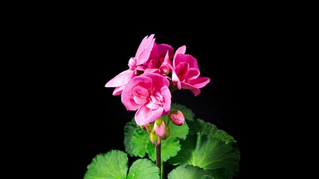 Pink Pelargonium Flowers Blooming in Time Lapse on a Black Background. Beautiful Neon Geranium Blossoms