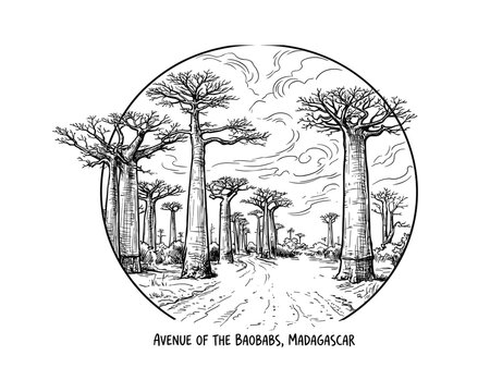 Baobabs in Madagascar illustration with a path and cloudy sky, hand drawn style inside a circle.