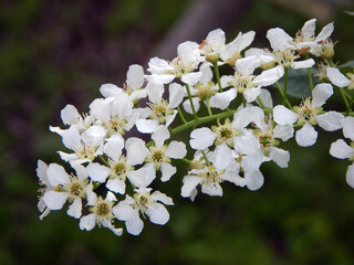 White acacia flowers.