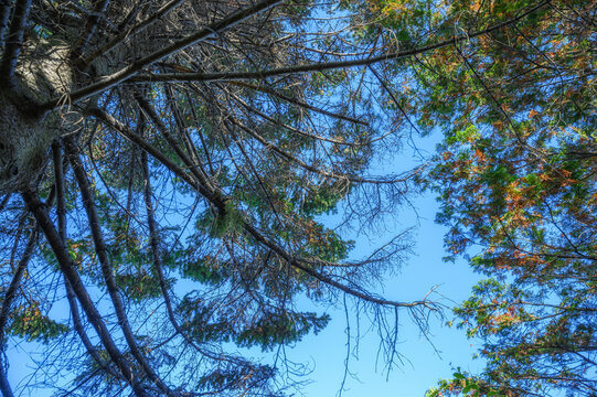 Looking up at tall pine trees against clear blue sky. - Powered by Adobe