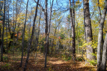 Naklejka premium Sunny autumn forest landscape with golden sunlight and fallen leaves.