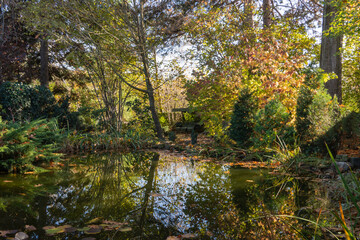 Fototapeta premium Peaceful autumn forest pond reflects tall trees with golden and green foliage, surrounded by lush vegetation and dappled sunlight. Nature concept for design