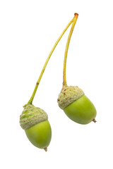 Two acorns, isolated on a white background, authentic photograph, not AI-generated