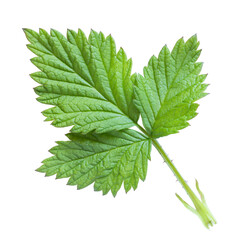 Blackberry leaf, isolated on a white background, design element, authentic photograph, not AI-generated