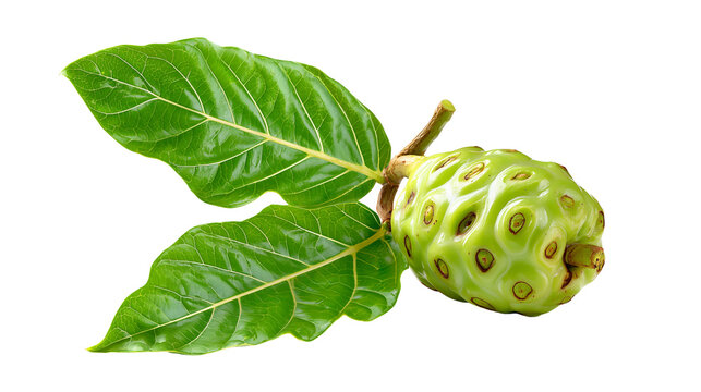 Fresh noni fruit with slightly bumpy surface texture transparent png background. Ai generated