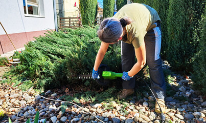 Young woman with gray hair in a ponytail using an electric hedge trimmer to shape conifer bushes in a rock garden, wearing blue dotted gloves and casual outdoor clothes on a sunny day.