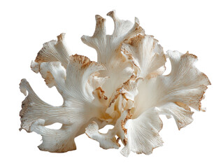Fototapeta premium Beautiful white mushroom with intricate, wavy textures and delicate appearance, showcasing nature artistry