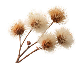 Obraz premium Fluffy dried flowers with natural brown and cream color, arranged on slender stem, create rustic and organic aesthetic