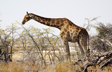 Girafe dans le parc national d'Etosha en Namibie