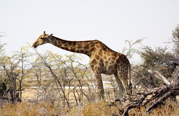 Girafe dans le parc national d'Etosha en Namibie