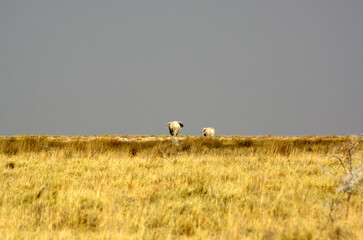&eacute;l&eacute;phant de dos dans le parc national d'Etosha en Namibie