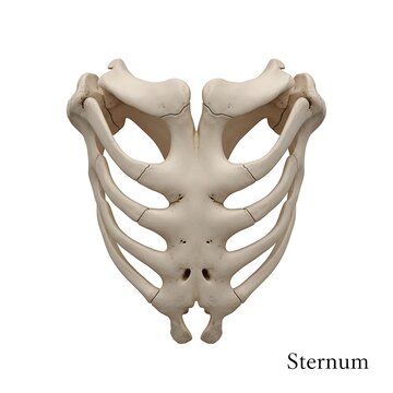 Front view of the human sternum breastbone and costal cartilages thoracic cage element study