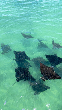 Aerial view of a squadron of rays gliding through the turquoise waters of Francois Peron National Park, Western Australia, Australia.