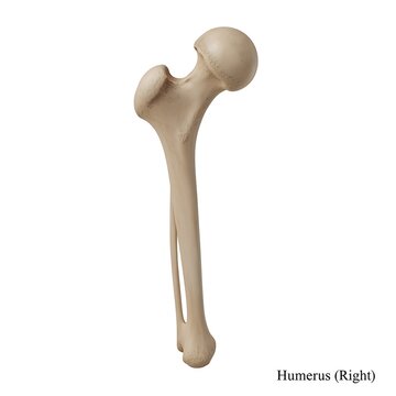 Right humerus bone model featuring clear anatomical details for medical education study 3d