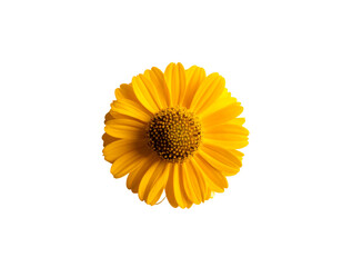 Vibrant yellow daisy-like flower, detailed petals, dark center, isolated