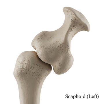 Left scaphoid bone anatomy posterior view isolated on white background medical illustration