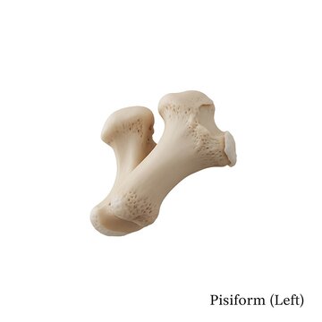 Pisiform bone left carpal anatomy detailed study model isolated white background medical visualization