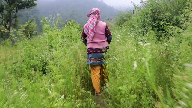 Women Farmers Collecting Grass for Cattle in Mountain Village