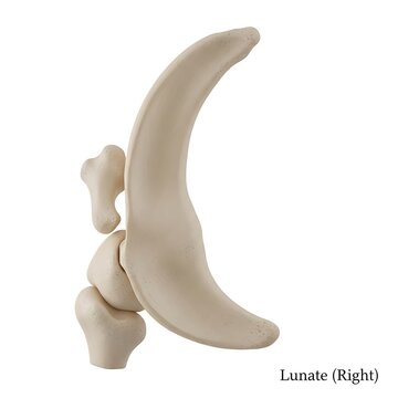 Professional medical illustration of right lunate bone displaying proximal articulation surface